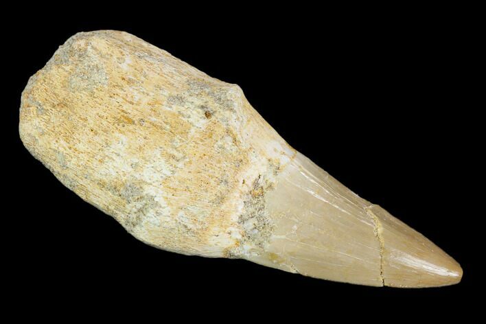 Fossil Rooted Mosasaur Tooth - Morocco #117028